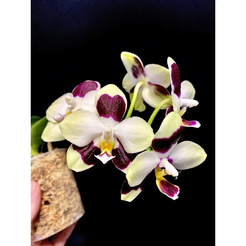 Орхiдея Phal. FANGtastic Green Envy - купити, доставка Україна